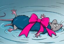 Pink Bow Drowned Rat Meme Ribbon